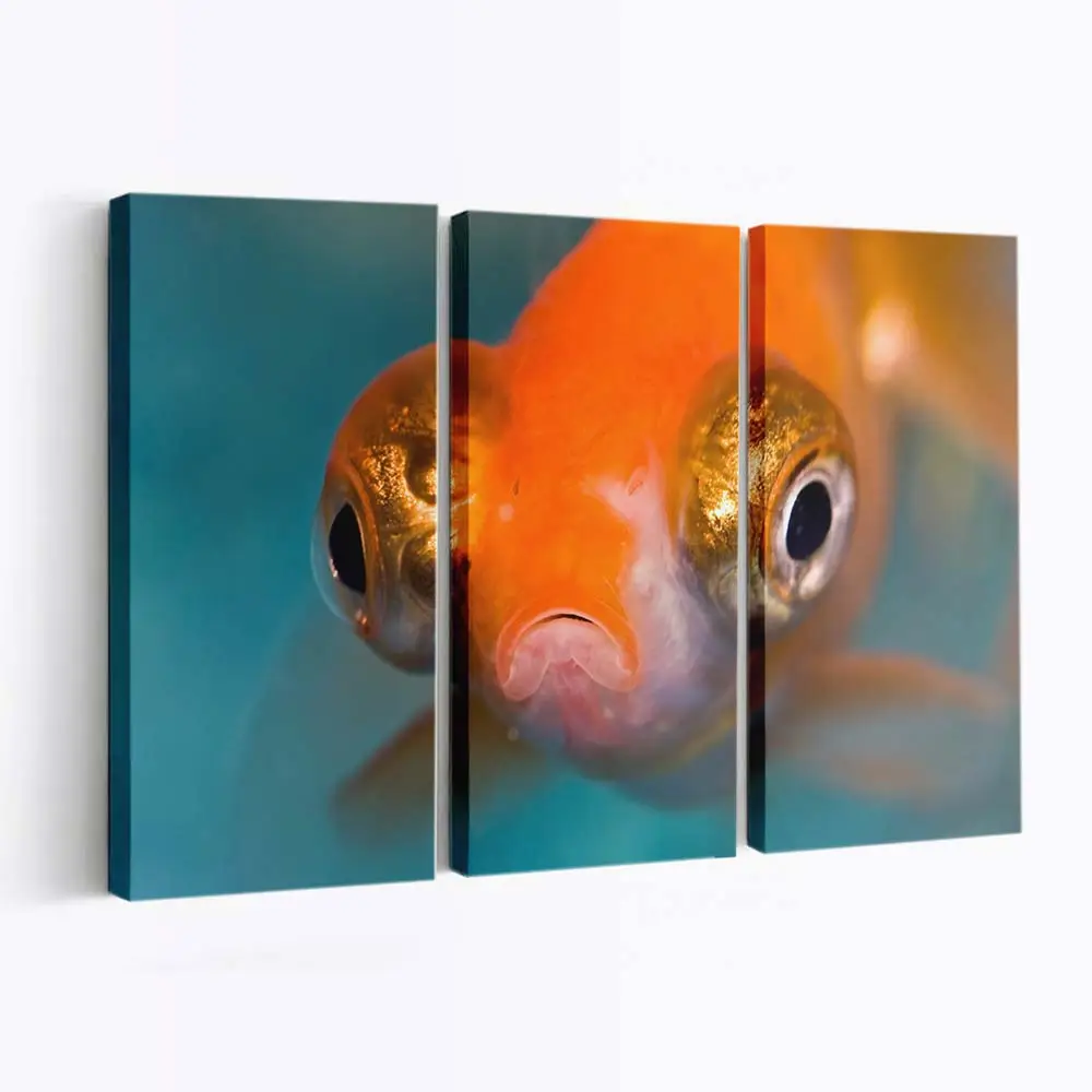 Schwarzes Teleskopauge im Aquarium – Aquarium Leinwandbild