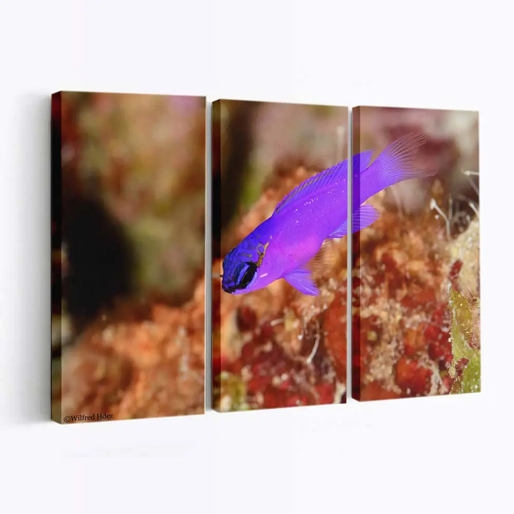 Violetter Fisch im tropischen Aquarium – Aquarium Leinwandbild