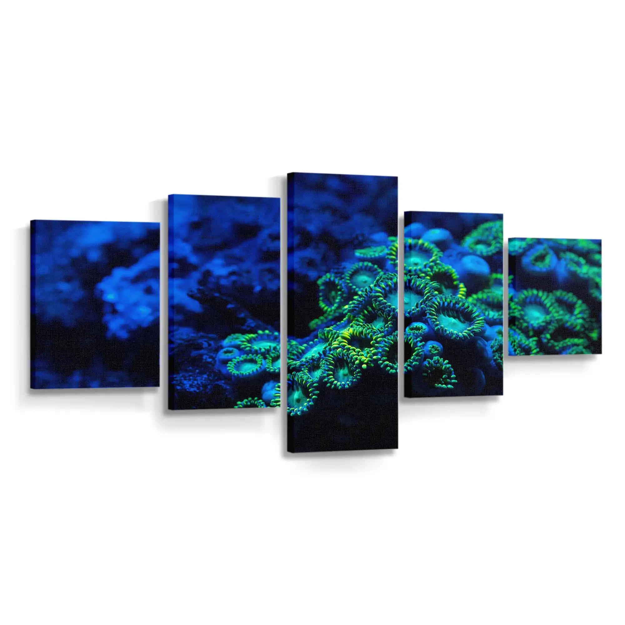 Bunte Krustenanemone in Unterwasser-Makro – Seeanemone Leinwandbild