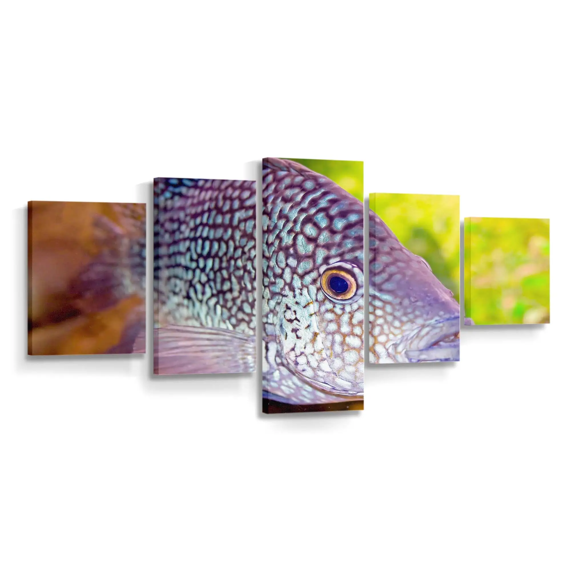 Bunter Meeresfisch im klaren Aquarium – Aquarium Leinwandbild