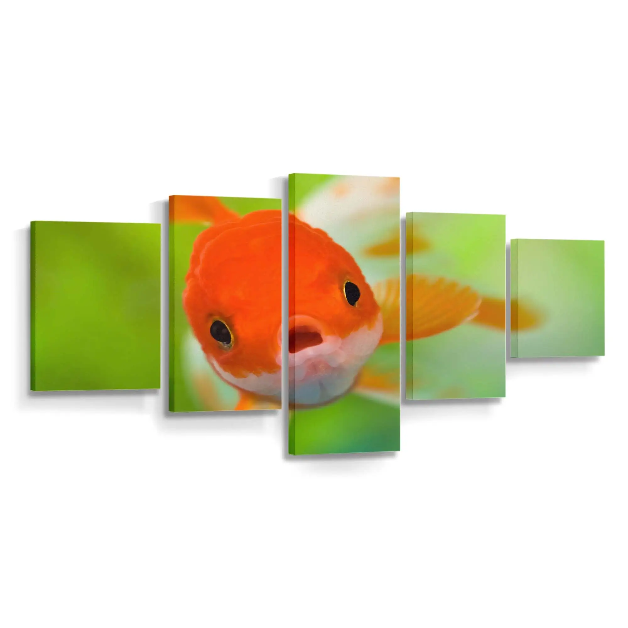 Geschocktes Fischgesicht – Fisch Leinwandbild