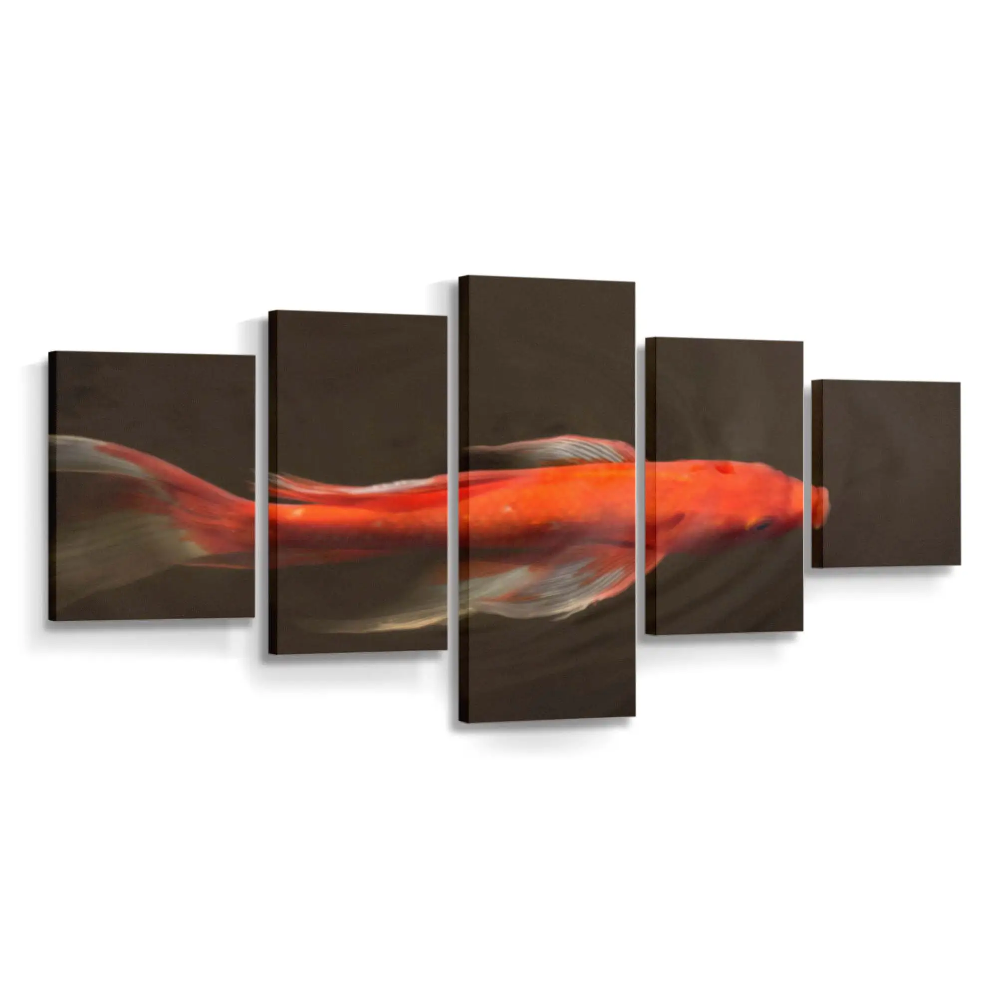 Goldener Koi gleitet durchs Wasser – Koi Leinwandbild