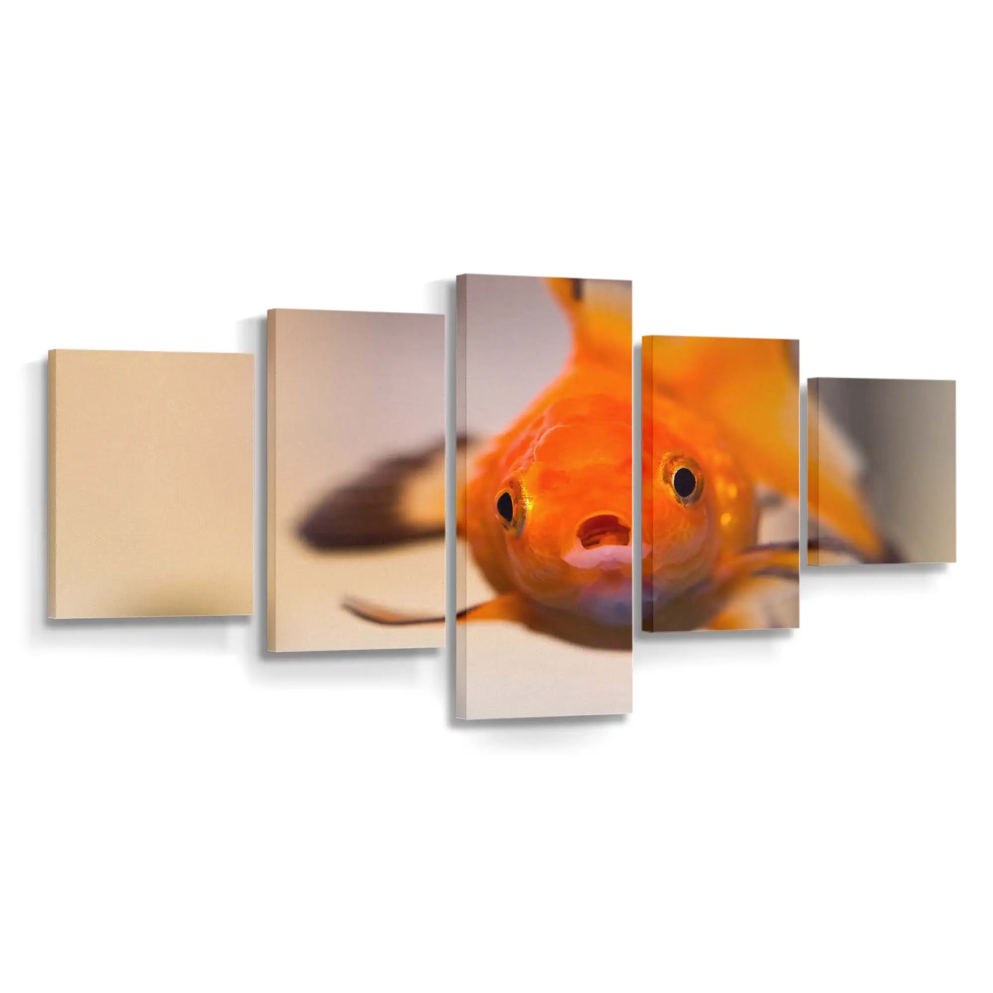 Goldfisch mit Besorgtem Gesichtsausdruck – Goldfisch Leinwandbild