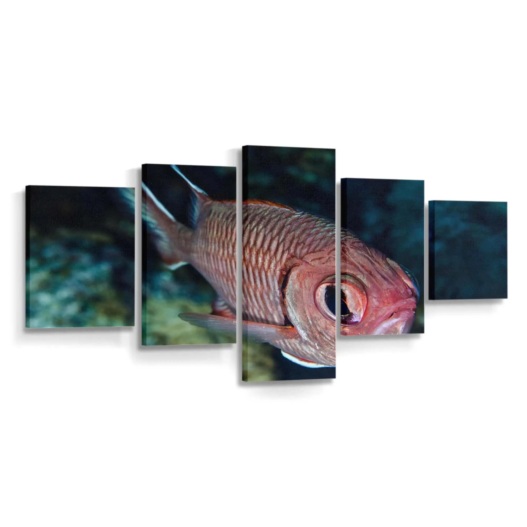 Roter Fisch mit großen Glubschaugen – Meeresfisch Wandbild