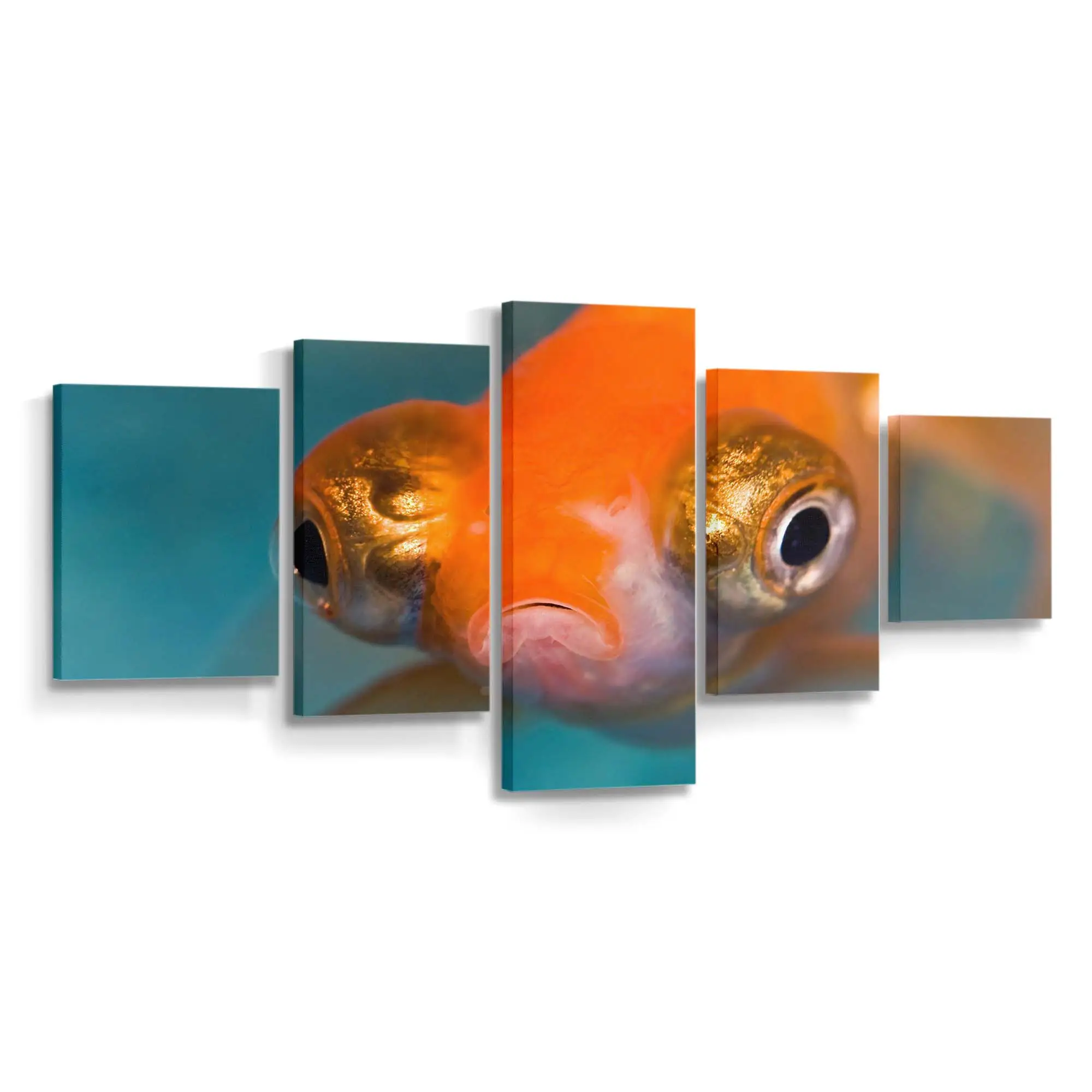Schwarzes Teleskopauge im Aquarium – Aquarium Leinwandbild