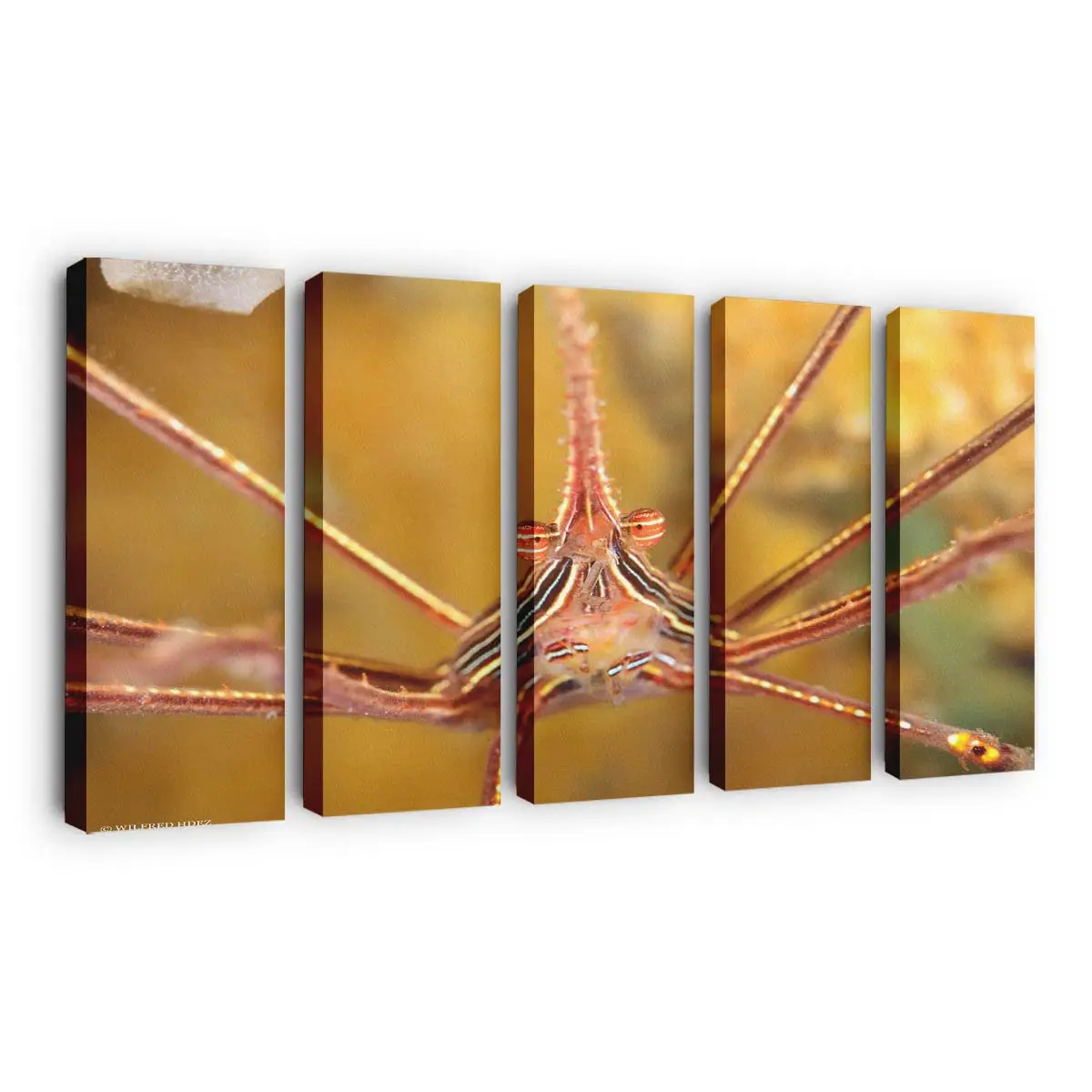 Bunte exotische Meereslebewesen unter Wasser – Meer Wandbild