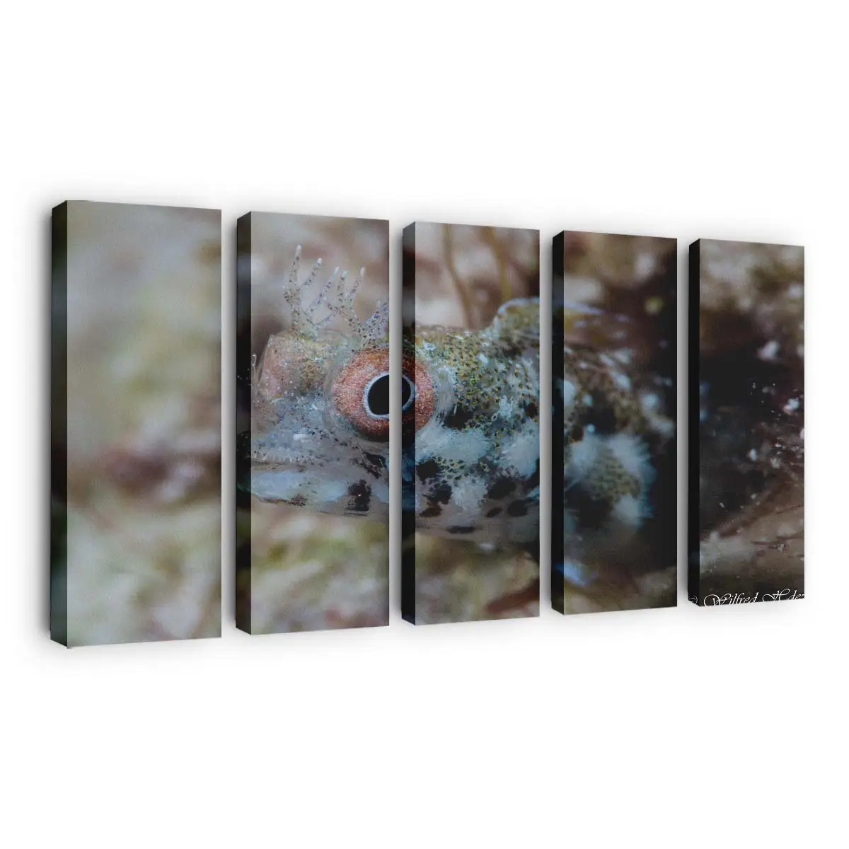 Bunte Fische unter Wasser in Key Largo – Meeresfisch Wandbild