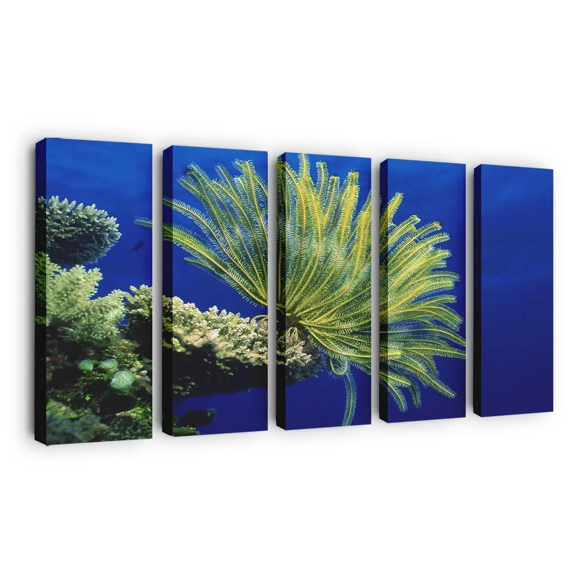 Bunte Korallen und Meereslebewesen – Unterwasser Wandbild
