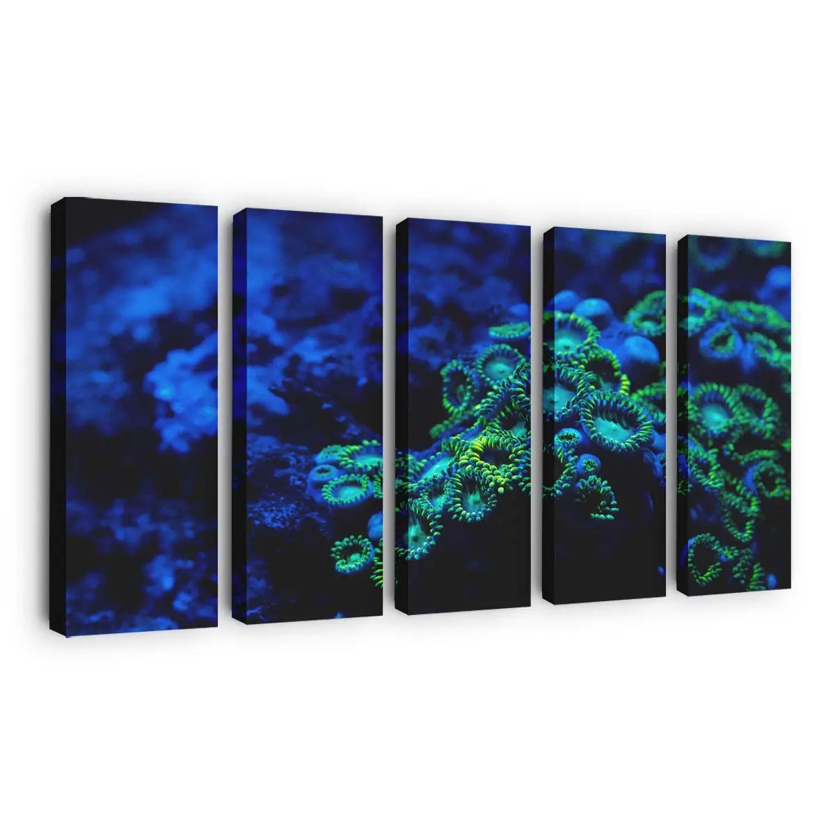 Bunte Krustenanemone in Unterwasser-Makro – Seeanemone Leinwandbild