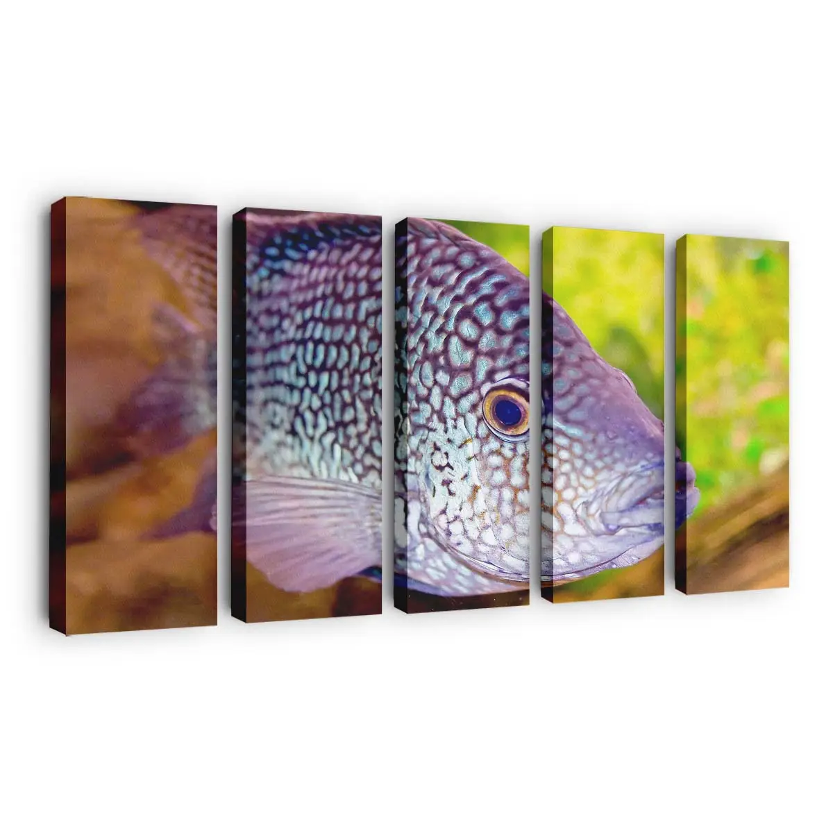 Bunter Meeresfisch im klaren Aquarium – Aquarium Leinwandbild