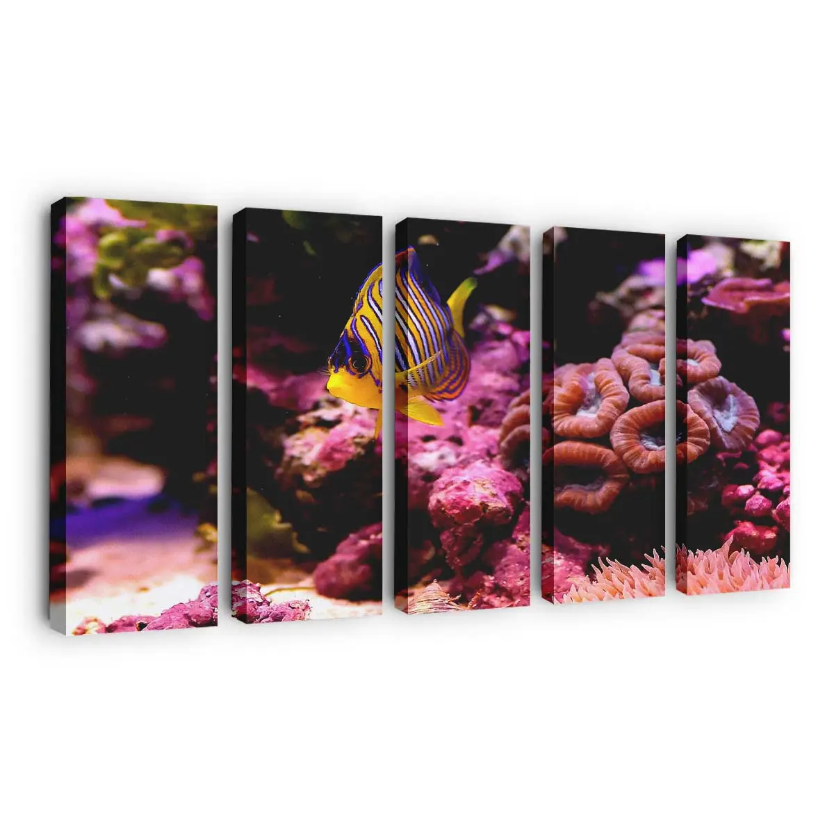 Bunter Rifffisch im klaren Wasser – Korallenriff Leinwandbild