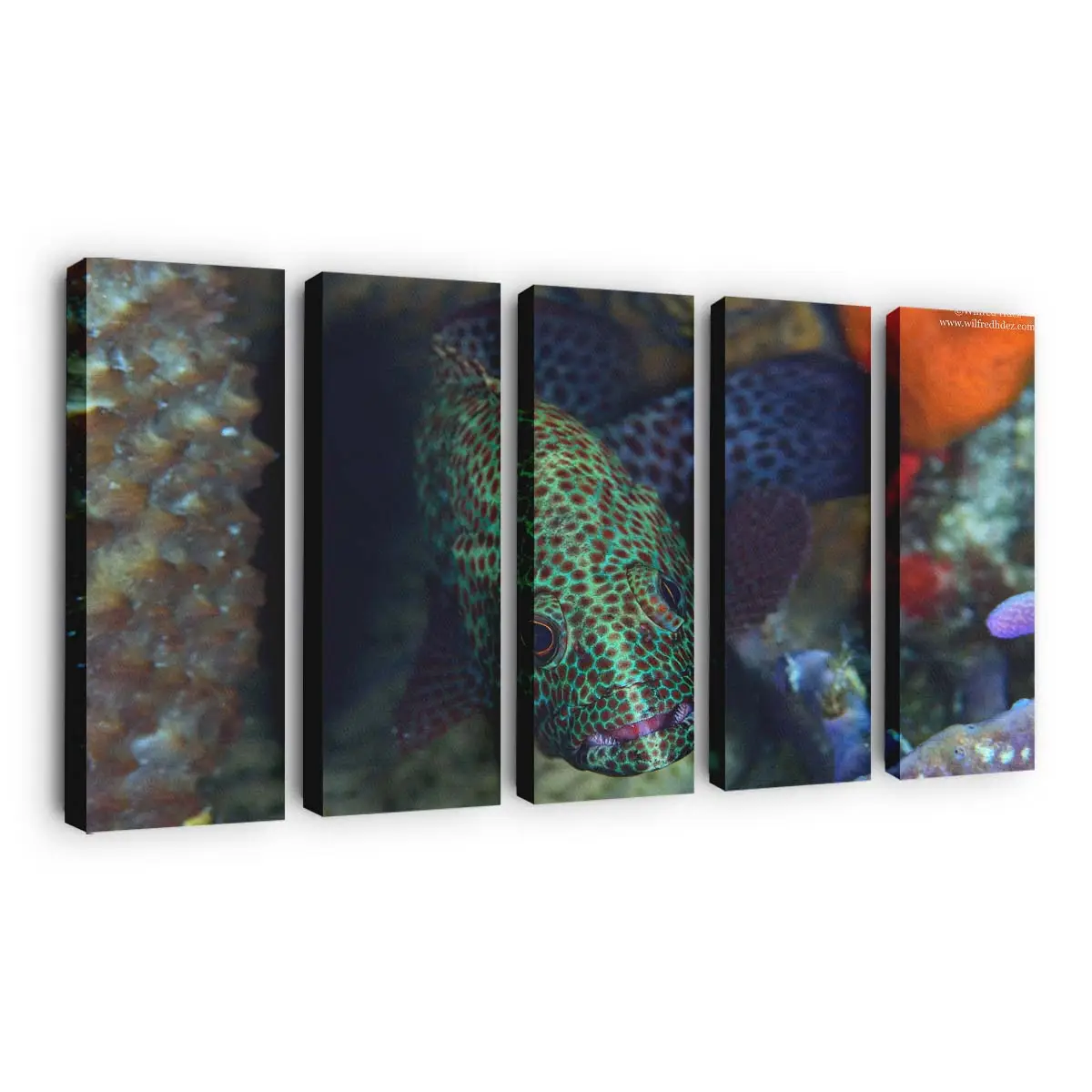 Exotischer gefleckter Fisch im Ozean – Meeresfisch Wandbild