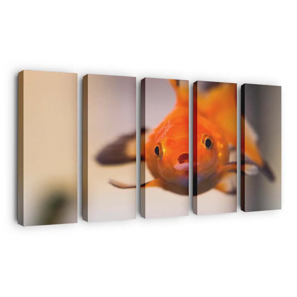Goldfisch mit Besorgtem Gesichtsausdruck – Goldfisch Leinwandbild