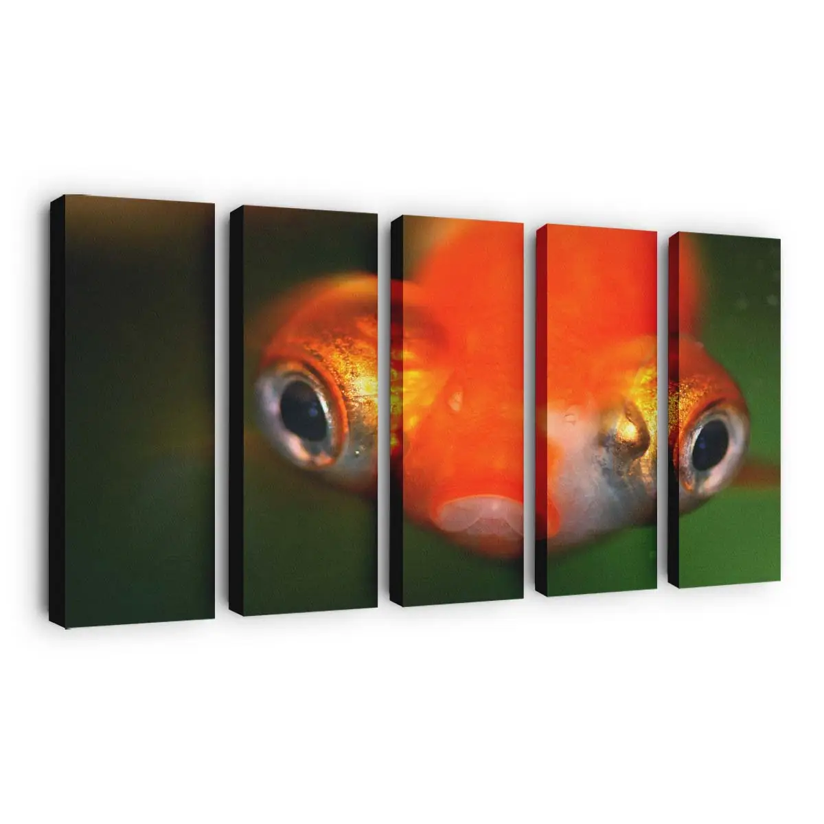 Goldfisch mit Glubschaugen in Nahaufnahme – Goldfisch Leinwandbild