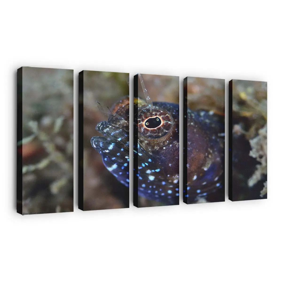 Makro-Porträt eines Rifffisches – Korallenriff Leinwandbild