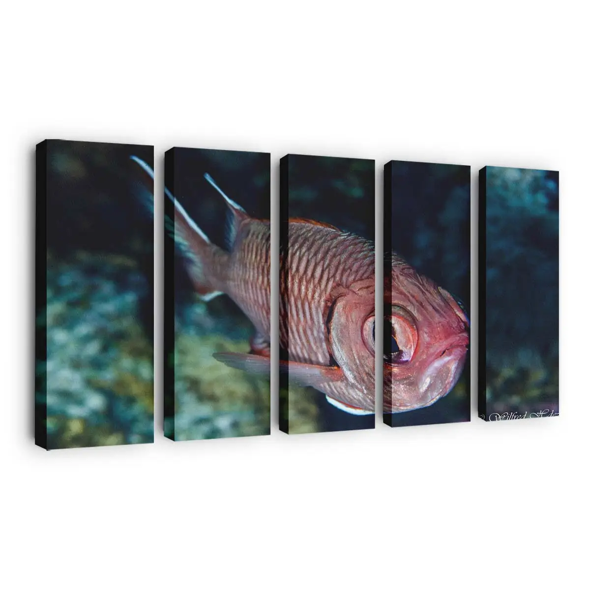 Roter Fisch mit großen Glubschaugen – Meeresfisch Wandbild
