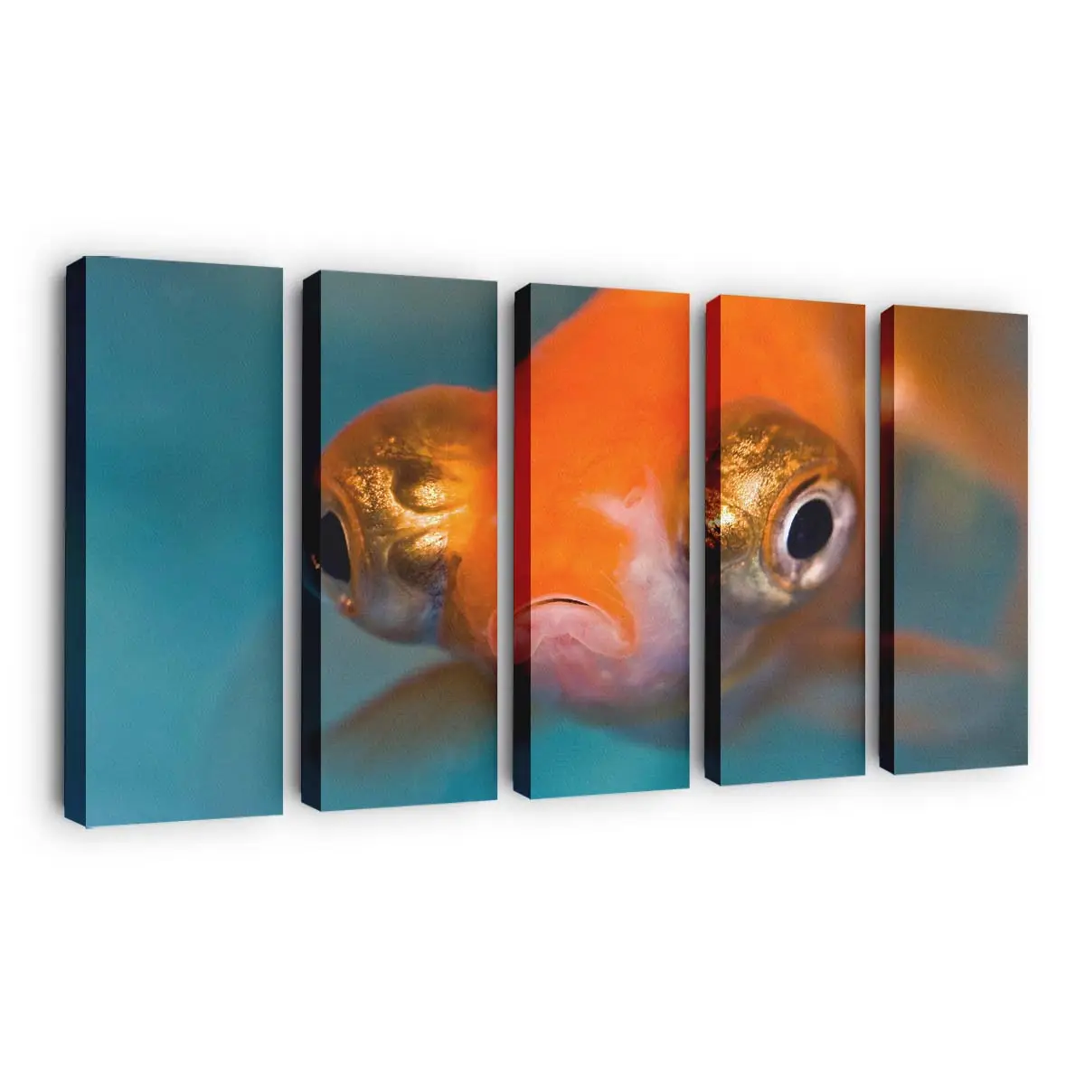 Schwarzes Teleskopauge im Aquarium – Aquarium Leinwandbild