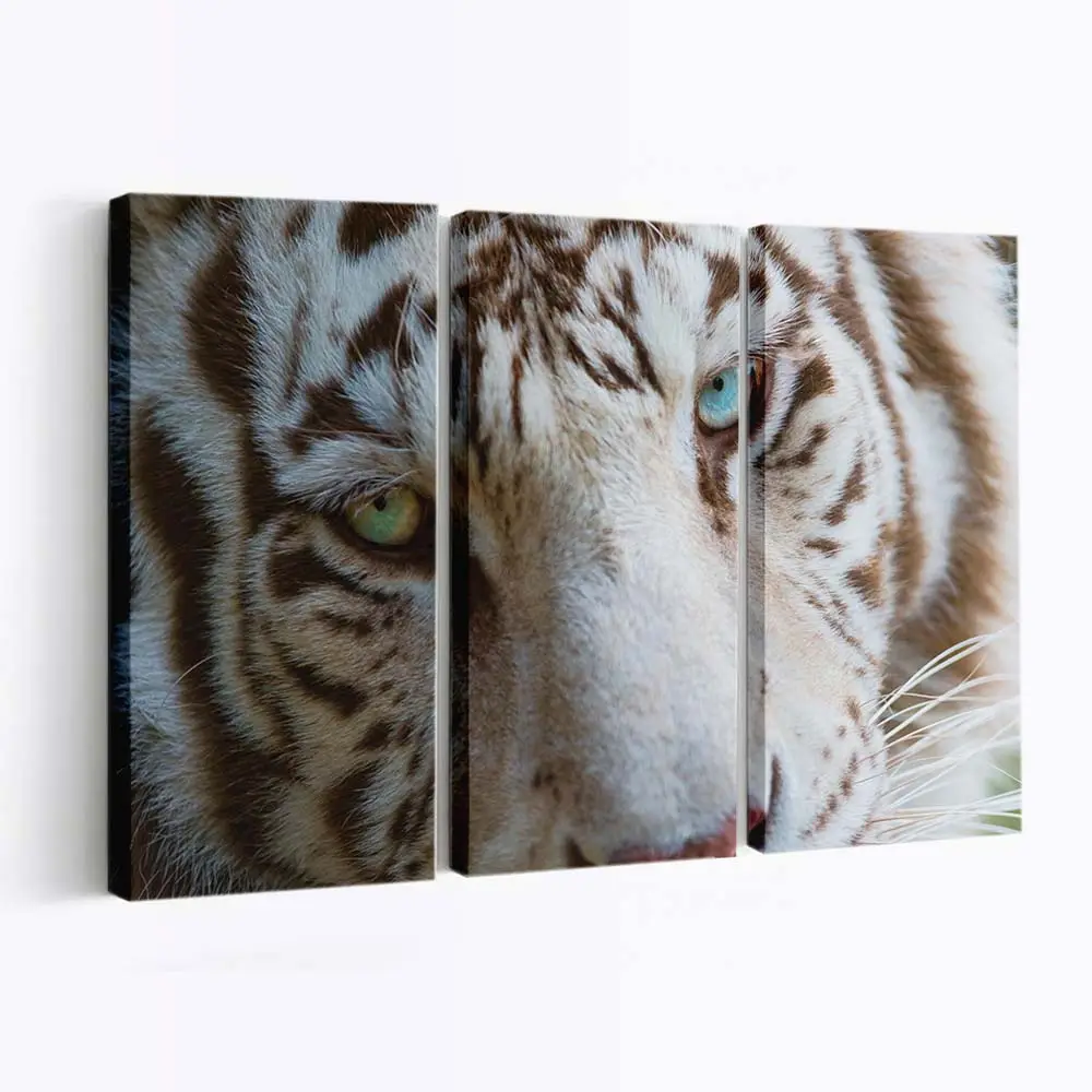 Augen eines Weißen Tigers – Tiger Leinwandbild