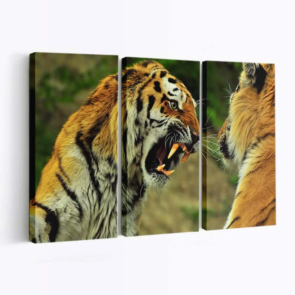 Brllende Tiger – Tiger Leinwandbild
