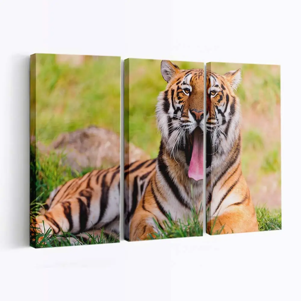 Gähnender Bengaltiger im Gras – Tiger Leinwandbild