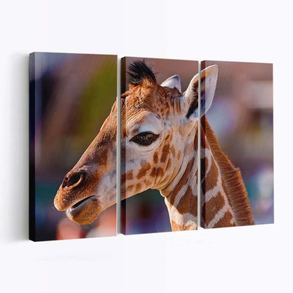 Giraffenbaby – Giraffen Leinwandbild