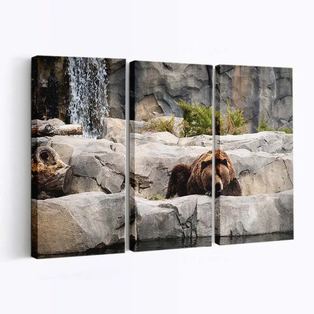Grizzlybär im Zoogehege – Bären Leinwandbild