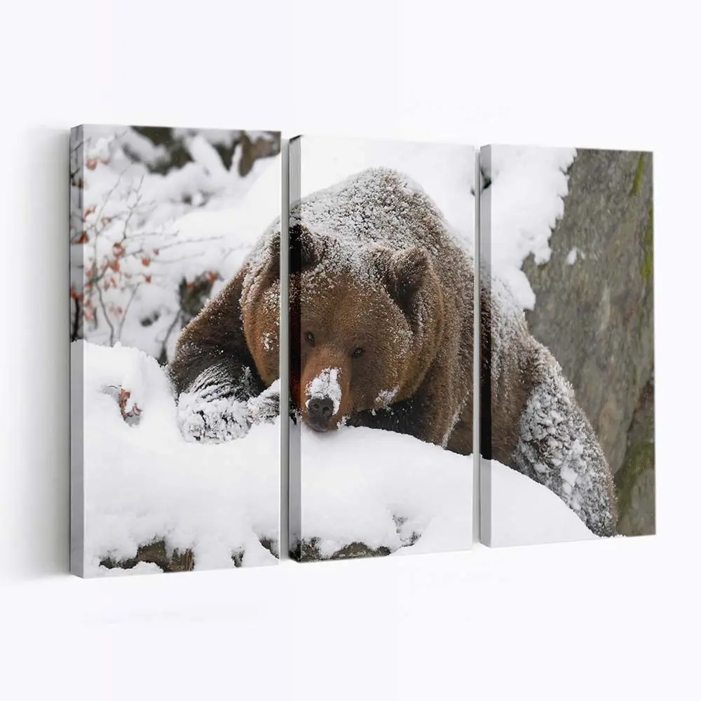 Grizzlybär spaziert im Schnee – Bären Leinwandbild