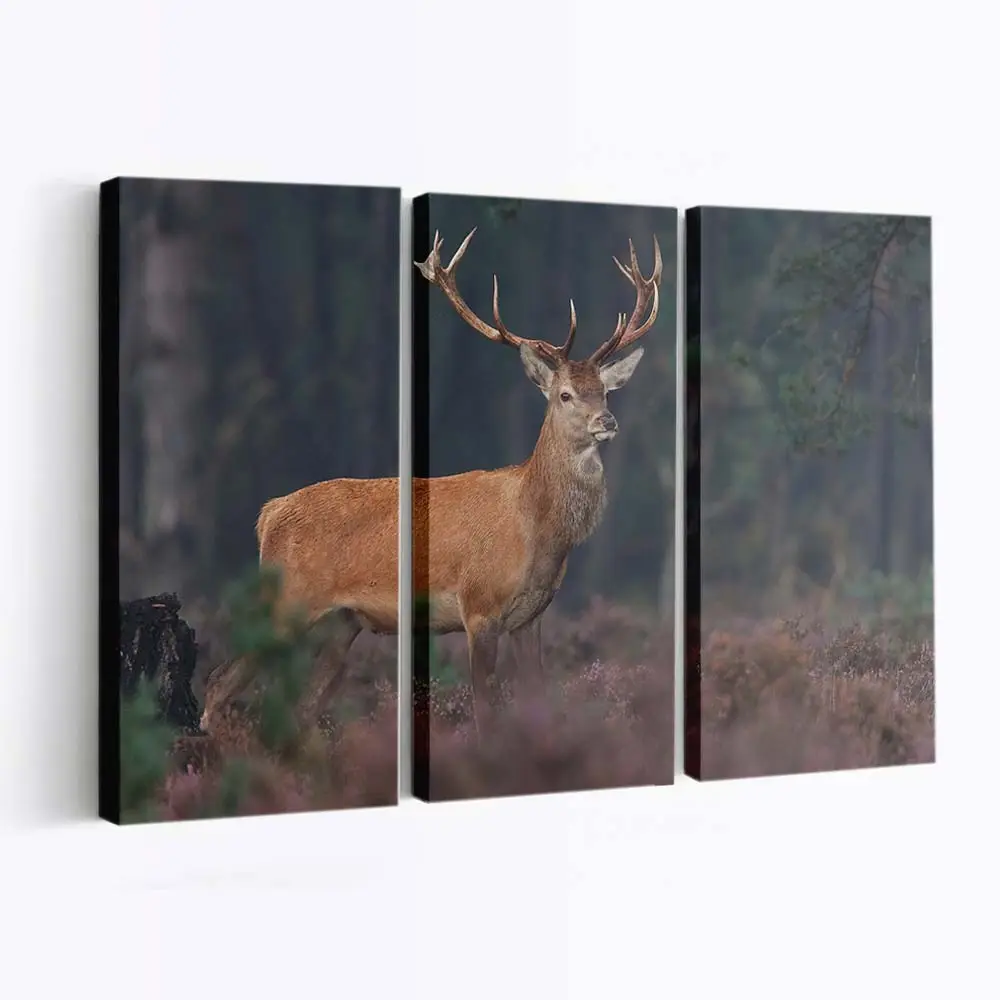 Hirsch blickt in die Kamera – Hirsch Leinwandbild