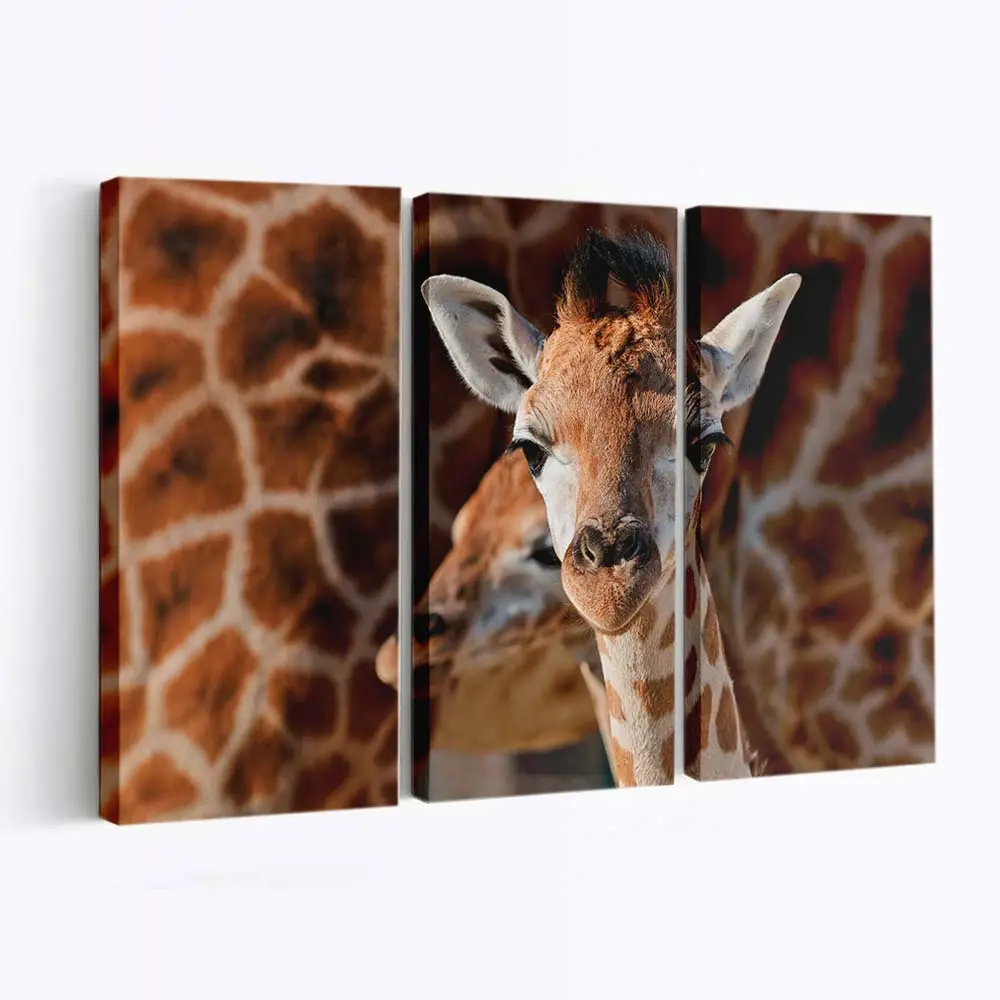 Junge Giraffe in der Savanne – Giraffen Leinwandbild