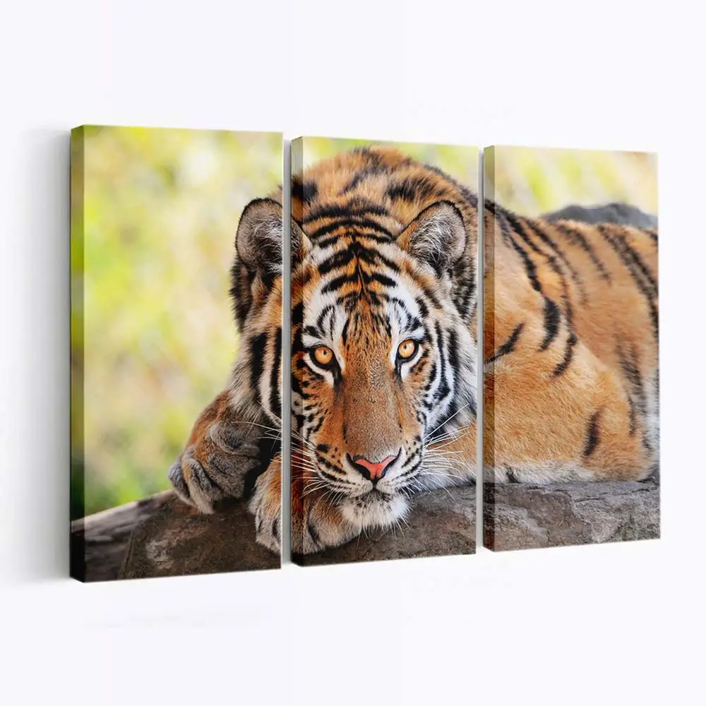 Junger Tiger im Dschungel – Tiger Leinwandbild
