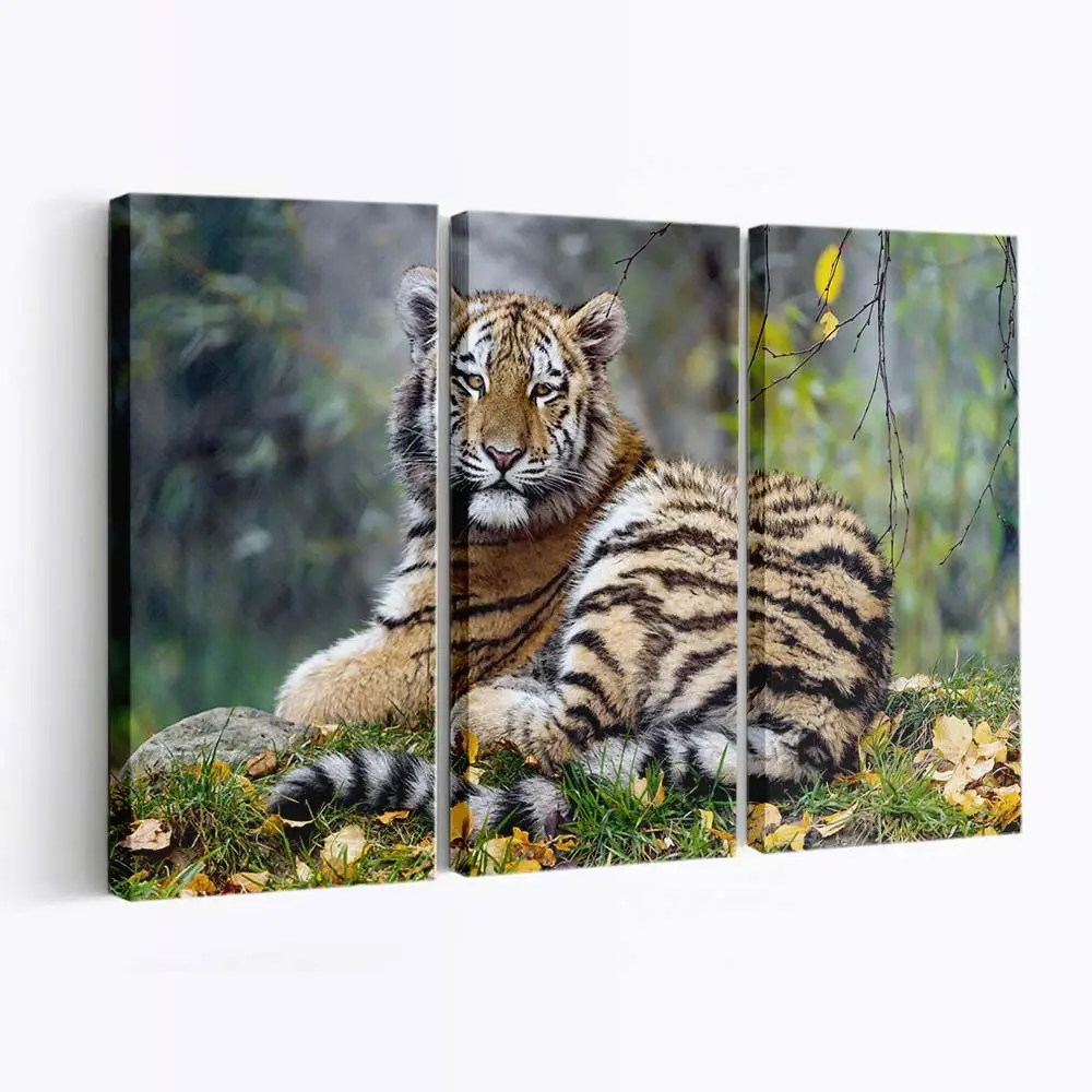 Junger Tiger in Nahaufnahme – Tiger Leinwandbild