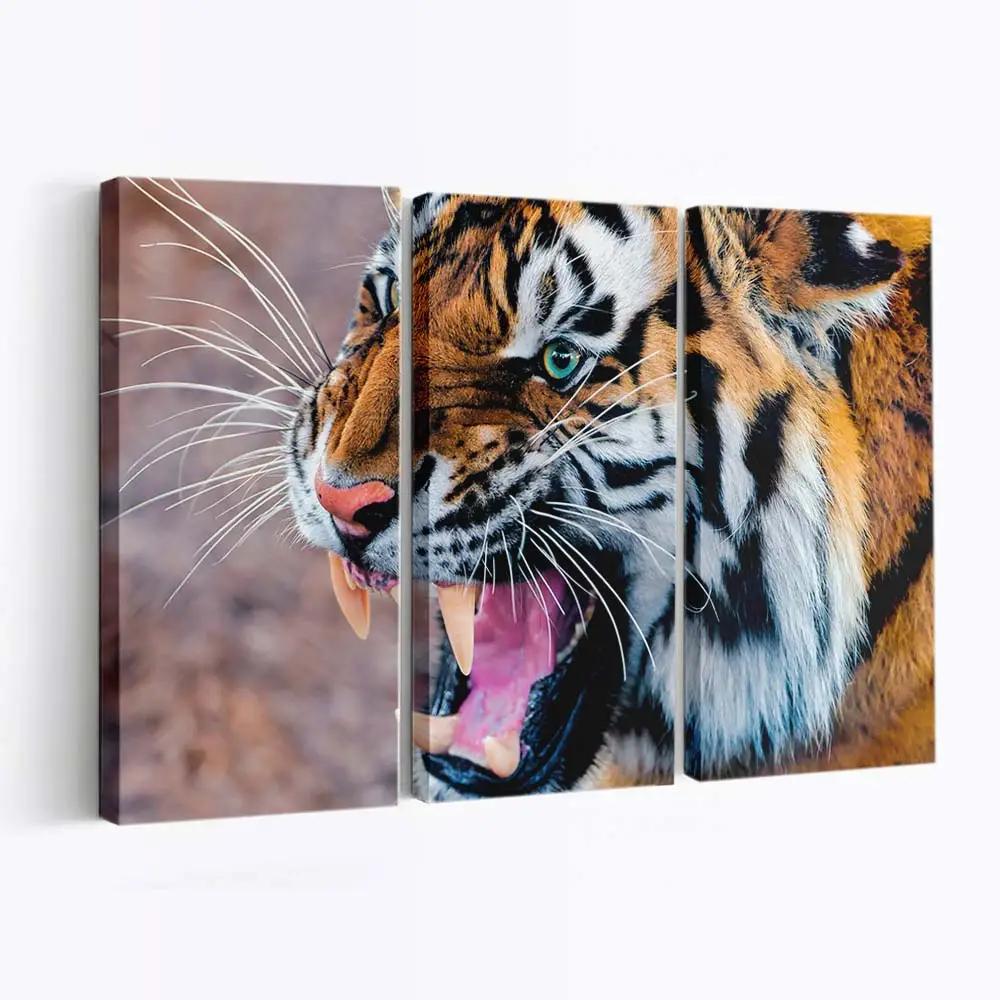 Knurrender Tiger fletscht die Zähne – Tiger Leinwandbild