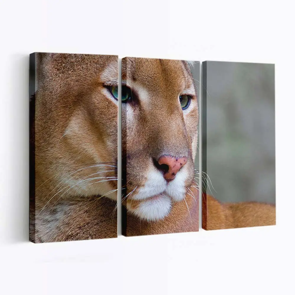 Puma in Nahaufnahme – Puma Leinwandbild