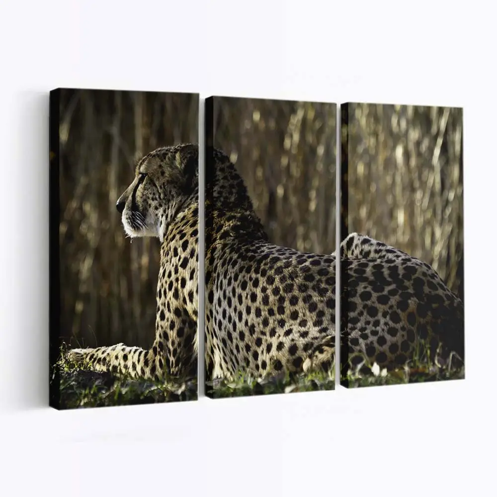 Ruhender Gepard in der afrikanischen Savanne – Gepard Leinwandbild