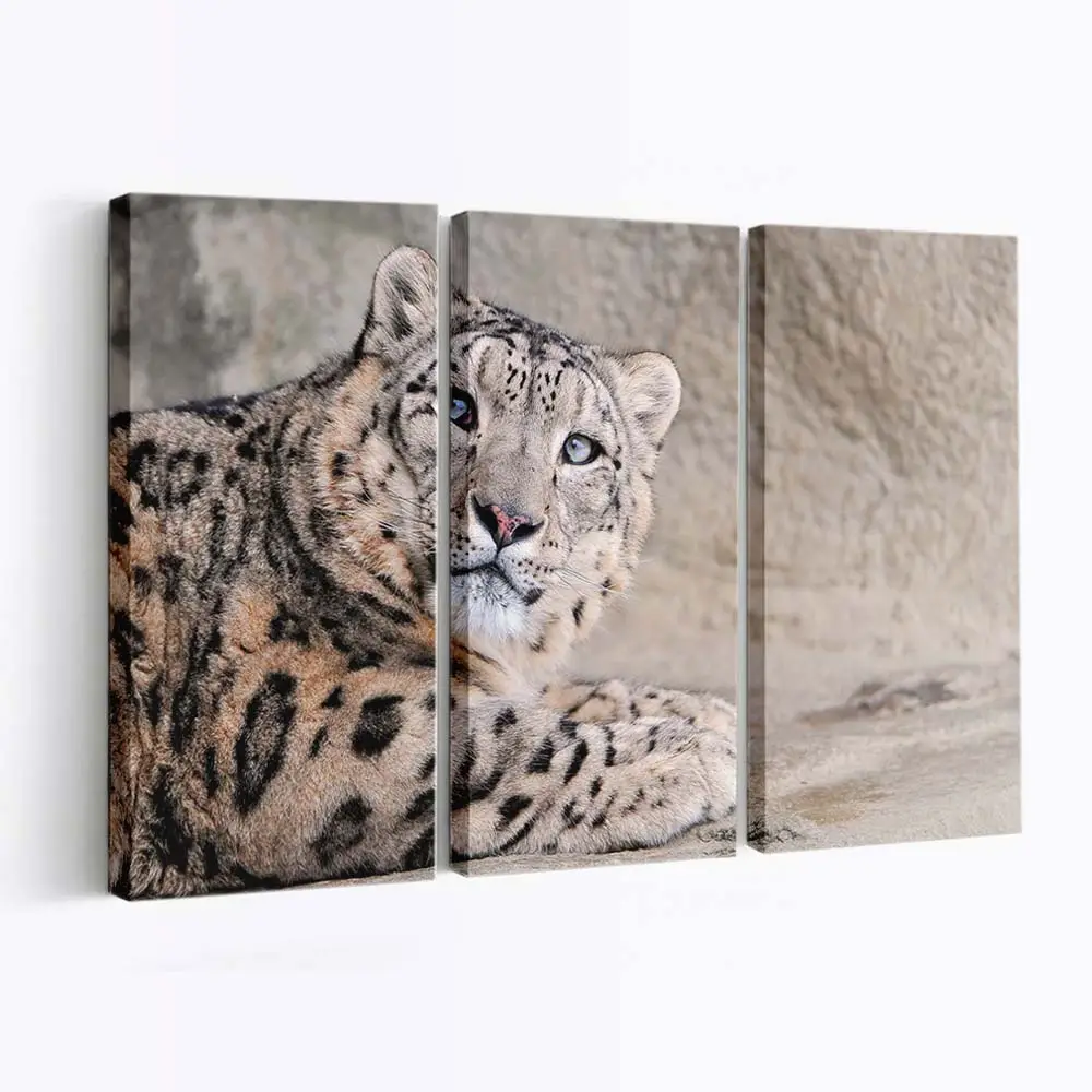 Schneeleopard mit blauen Augen – Schneeleopard Leinwandbild
