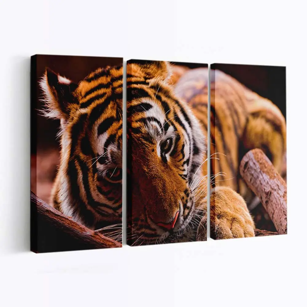 Tiger lauert im Dunklen Dschungel – Tiger Leinwandbild
