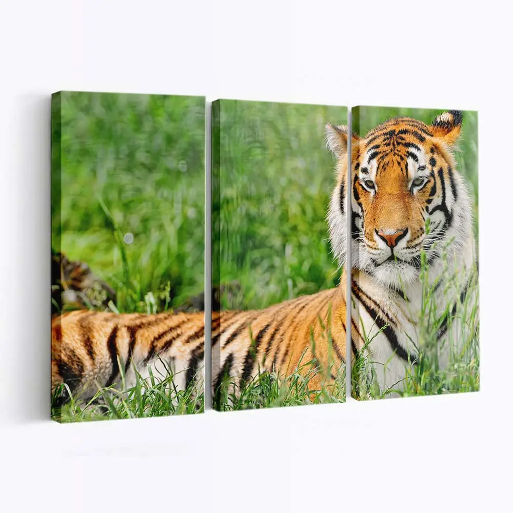Tiger ruht im Dschungel – Tiger Leinwandbild