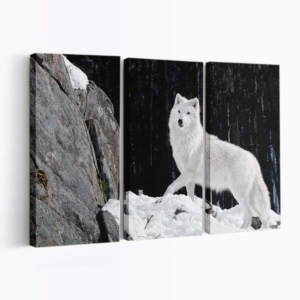 Weißer Wolf blickt in die Kamera – Wolf Leinwandbild