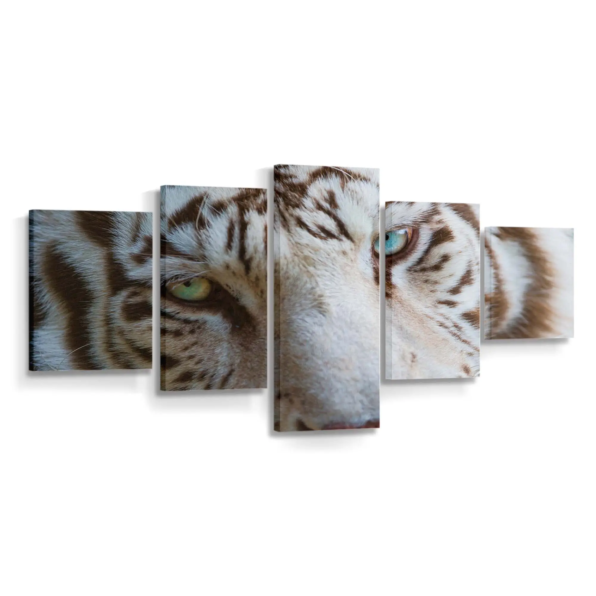 Augen eines Weißen Tigers – Tiger Leinwandbild