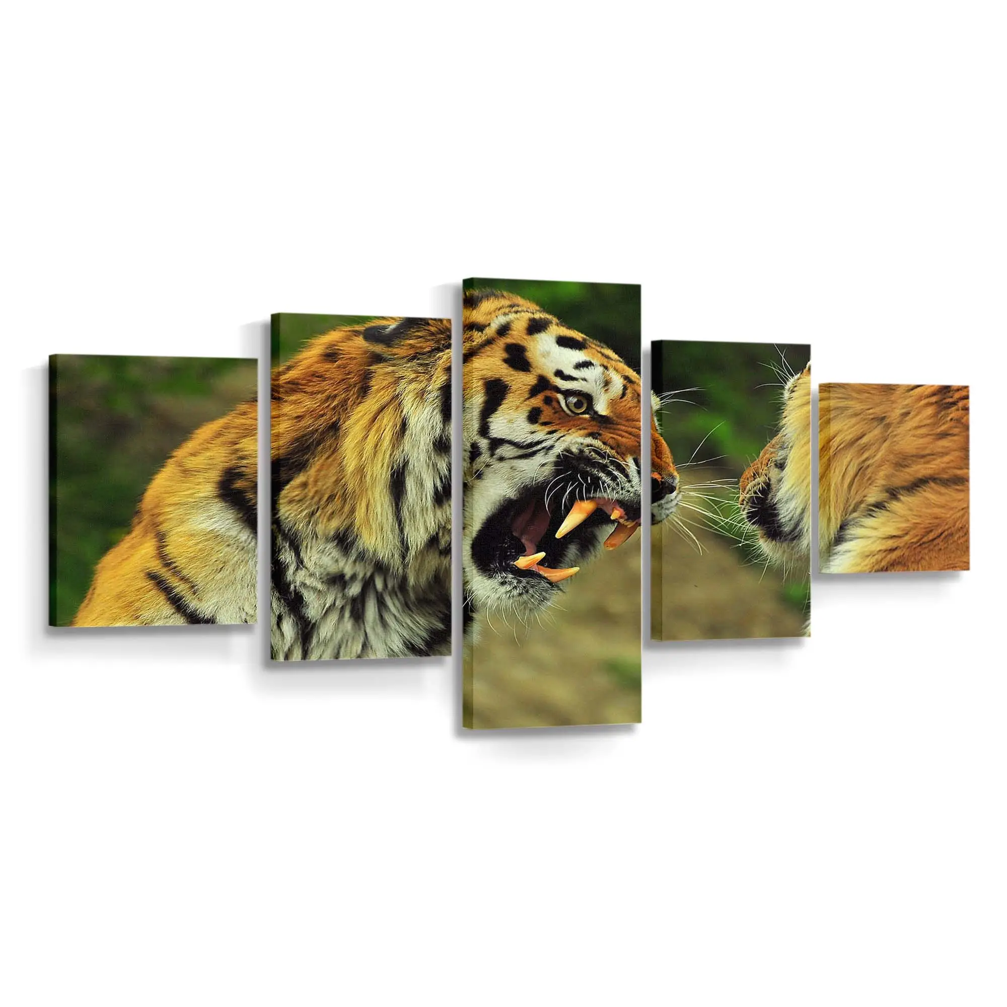 Brllende Tiger – Tiger Leinwandbild