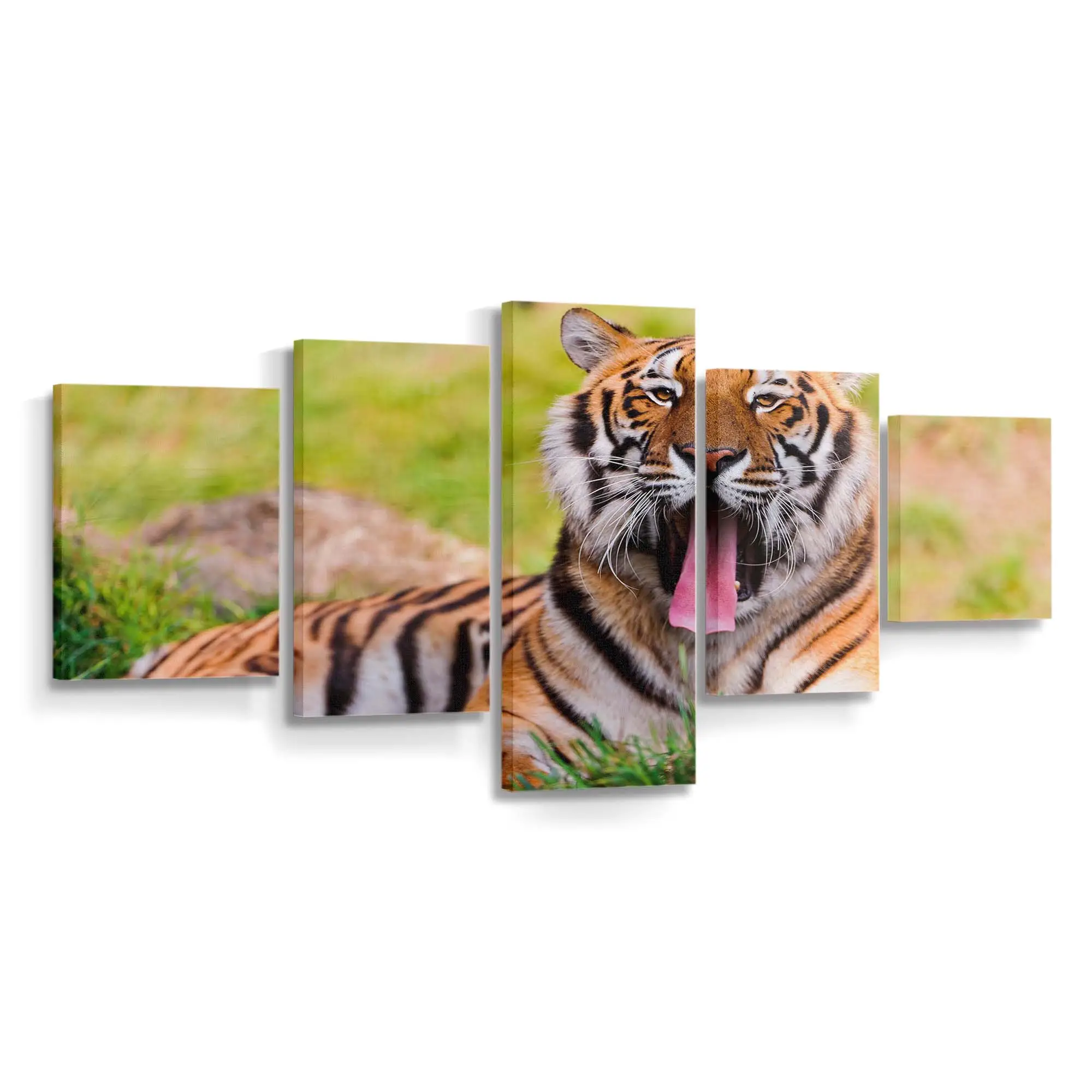Gähnender Bengaltiger im Gras – Tiger Leinwandbild
