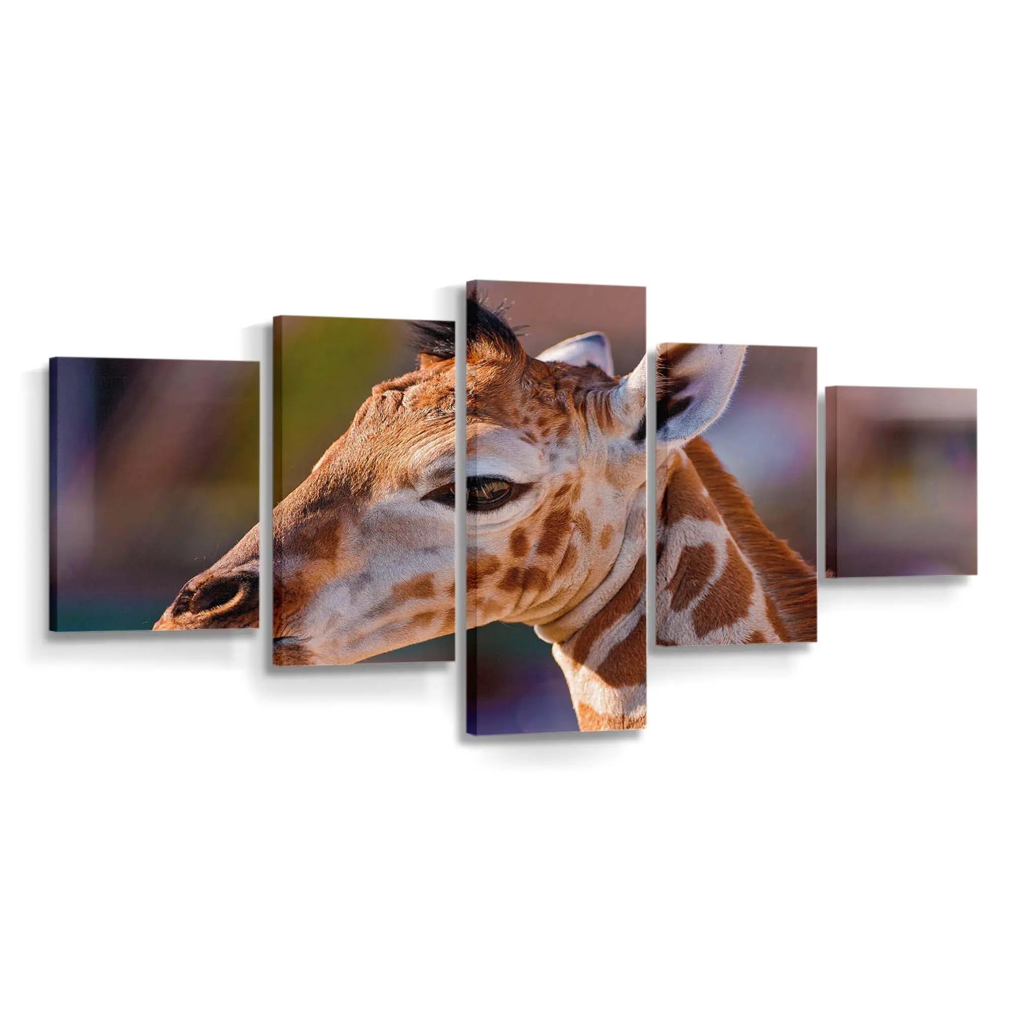 Giraffenbaby – Giraffen Leinwandbild