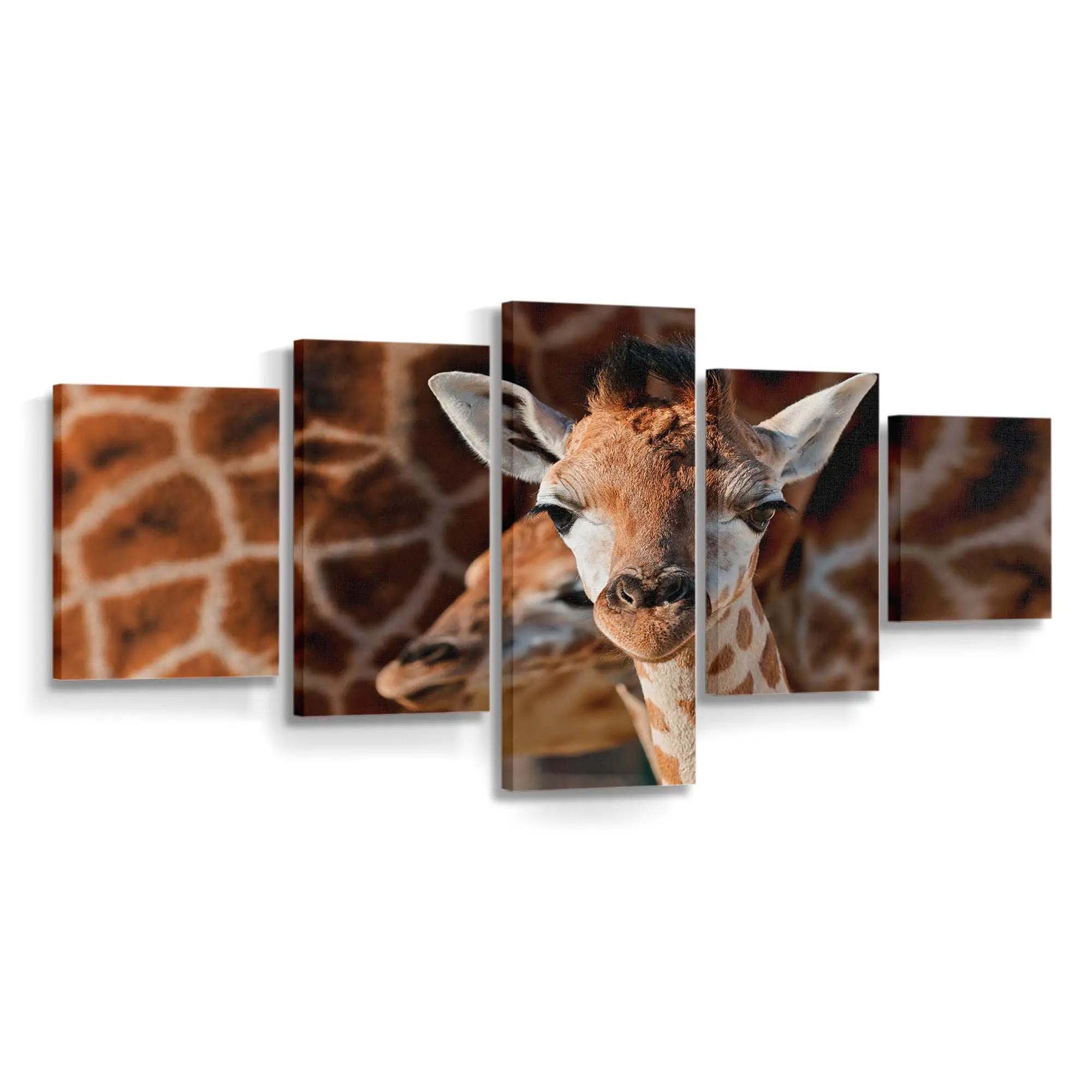 Junge Giraffe in der Savanne – Giraffen Leinwandbild