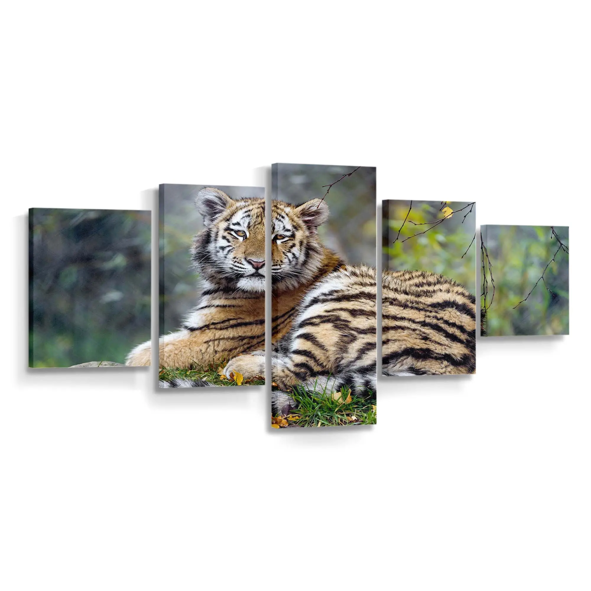 Junger Tiger in Nahaufnahme – Tiger Leinwandbild