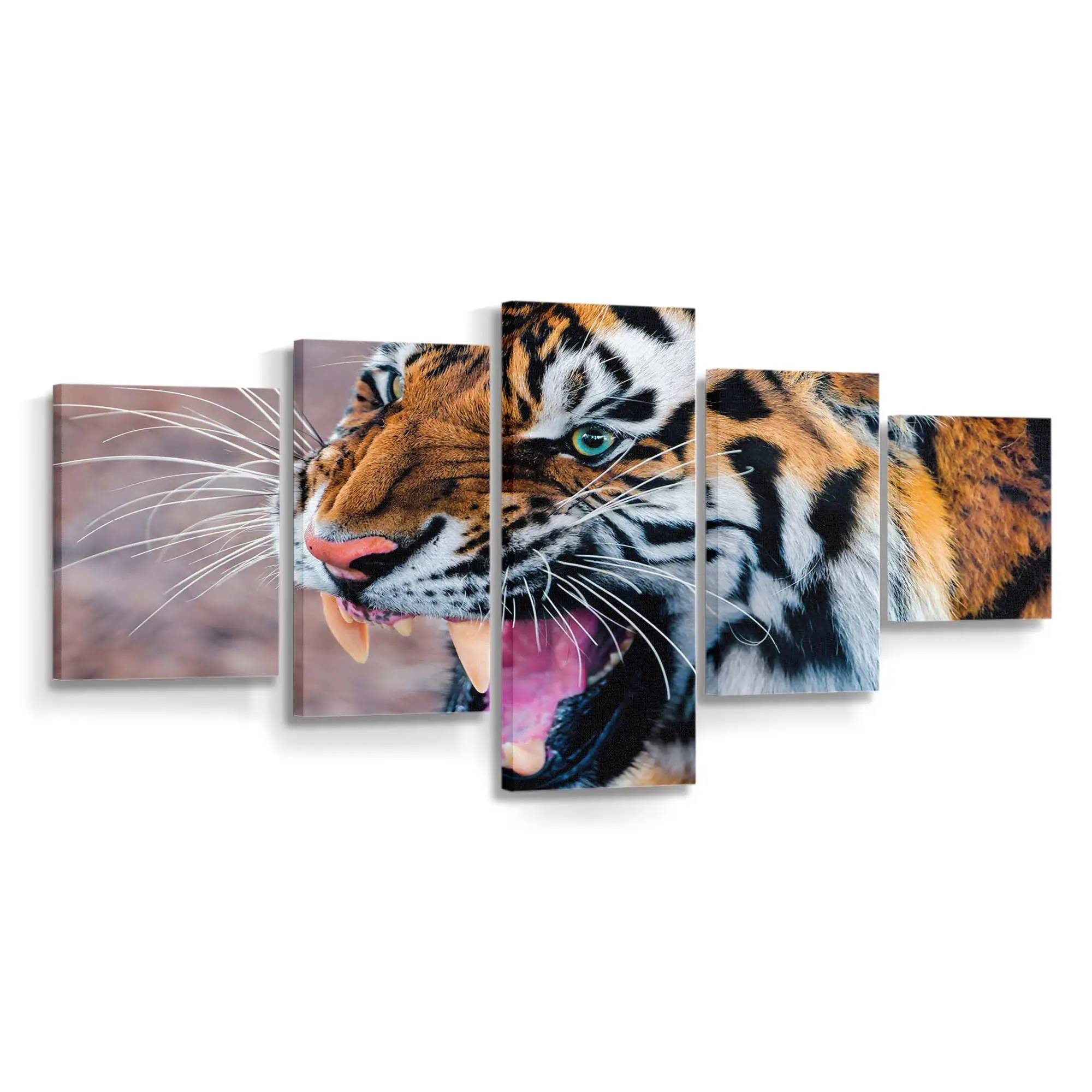 Knurrender Tiger fletscht die Zähne – Tiger Leinwandbild