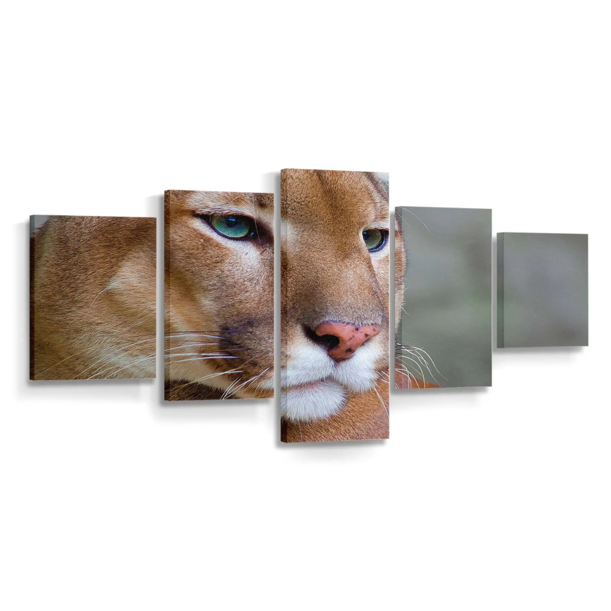 Puma in Nahaufnahme – Puma Leinwandbild