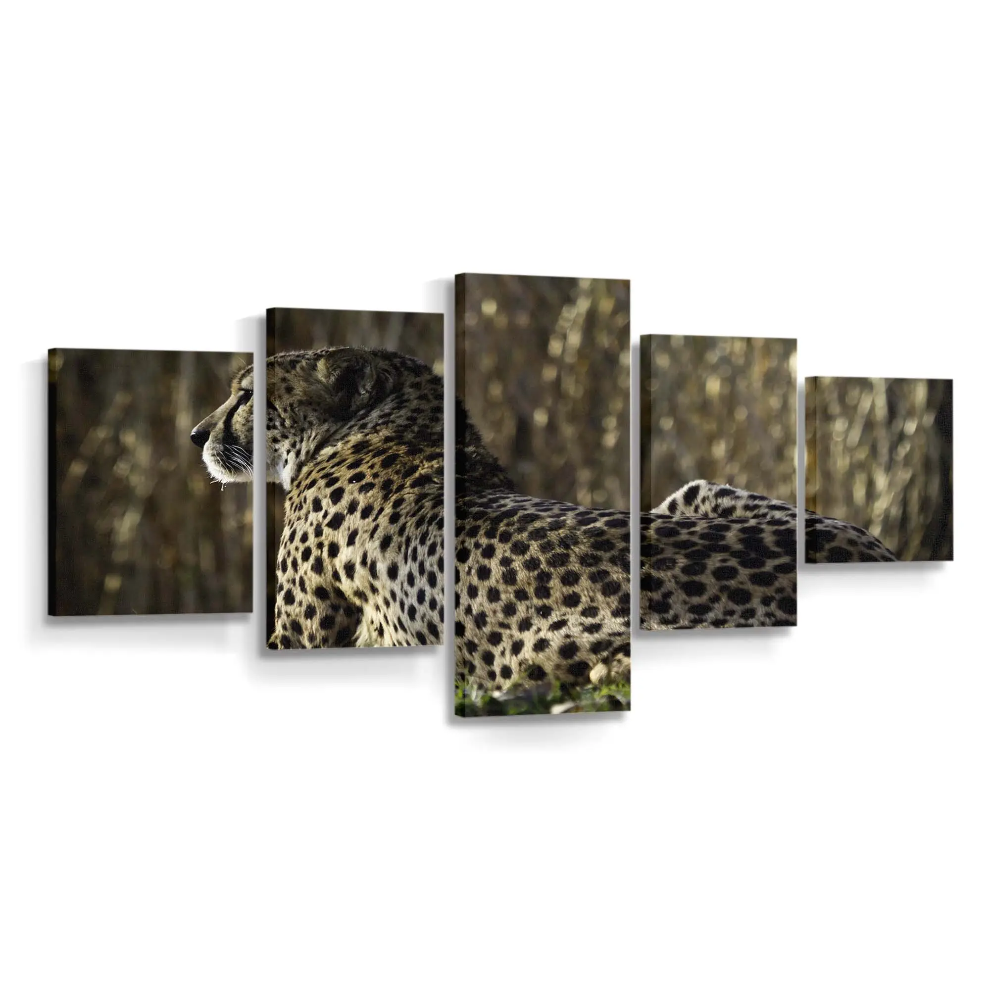 Ruhender Gepard in der afrikanischen Savanne – Gepard Leinwandbild