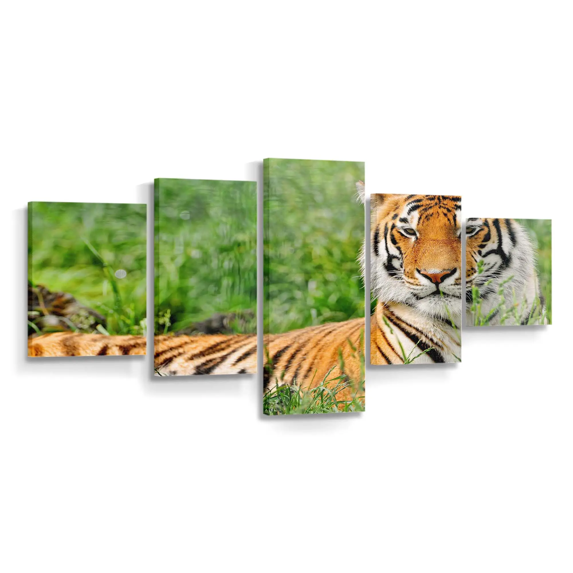 Tiger ruht im Dschungel – Tiger Leinwandbild