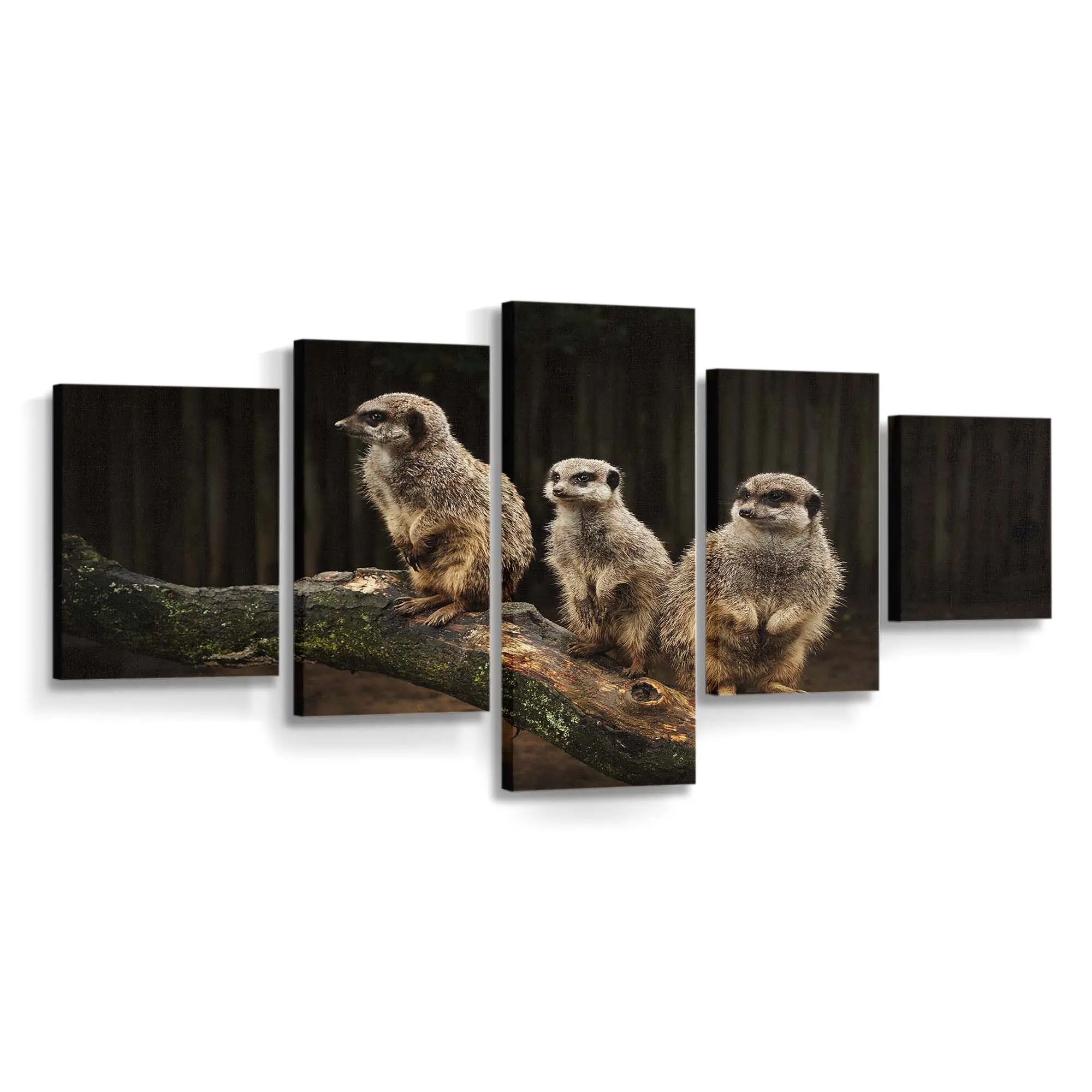 Wachsame Erdmännchen-familie – Erdmännchen Leinwandbild