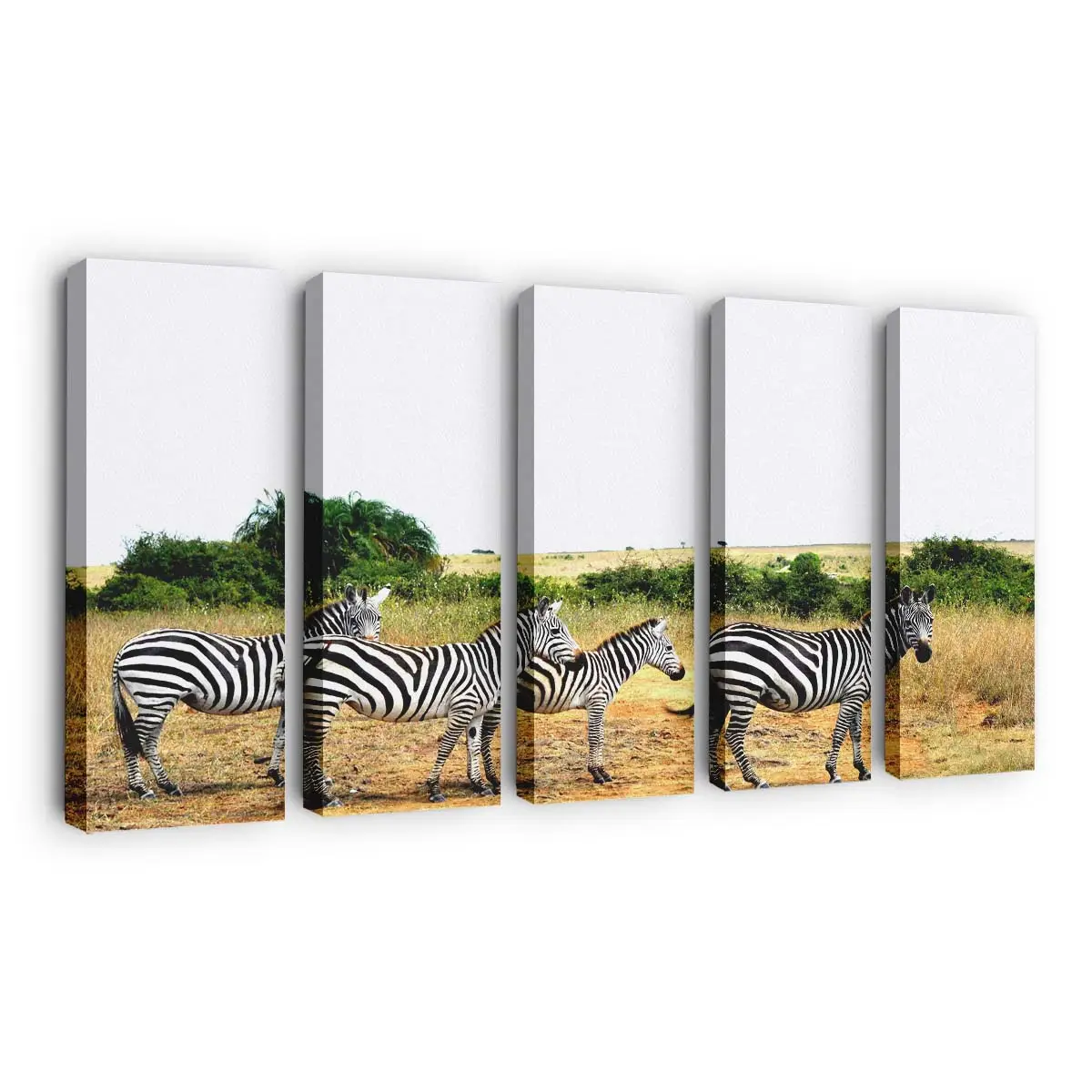 Aufgereihte Zebras in der Savanne – Zebra Leinwandbild